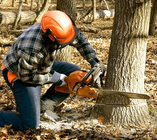 Tree Removal in Helix, OR